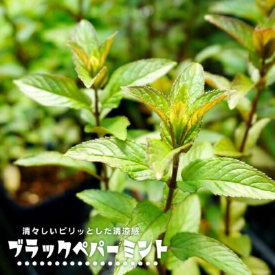 ミントミントミント様　プラナロム ローズオットー、ペパーミント、ローズウッド ミント ペパーミント 苗 販売 苗木部 By 花ひろばオンライン