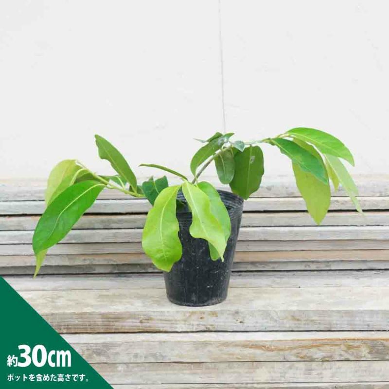 ブラックサポテ接木　２本セット 000000107144-03-l.jpg?t=