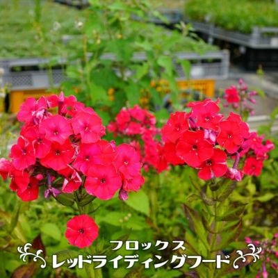 宿根ロベリア 苗 販売 苗木部 By 花ひろばオンライン 宿根ロベリア 苗 販売 苗木部 By 花ひろばオンライン