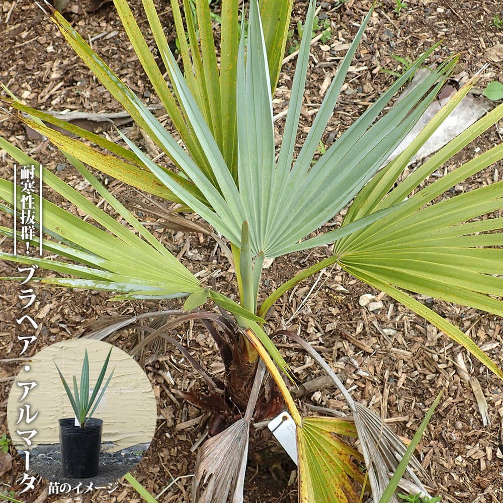 000000107265-01-l.jpg?t=  