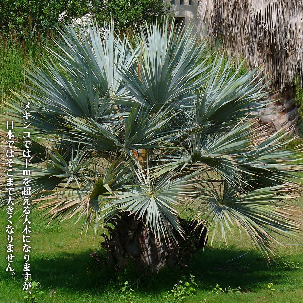 ブラヘア アルマータ 苗 販売 苗木部 By 花ひろばオンライン 