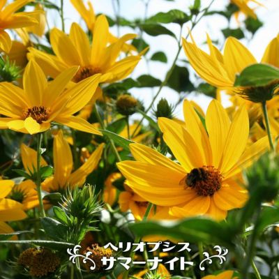 フィンガーライム イエローサンシャイン 苗 販売 苗木部 By 花