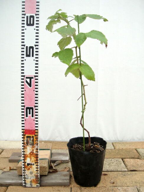 000000007583-01-l.jpg?t=