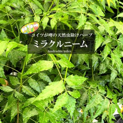 アボカド スチュワート 花芽付き （アボカド スチュワート A