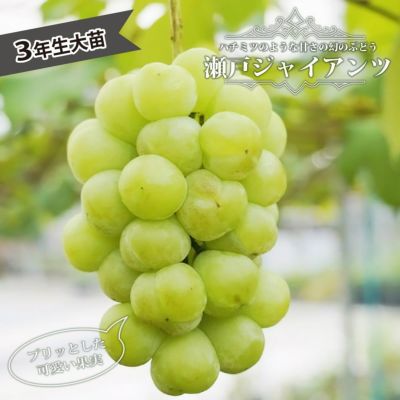 特別栽培より減農薬・化学肥料不使用のぶどう*9月上旬より順次ご