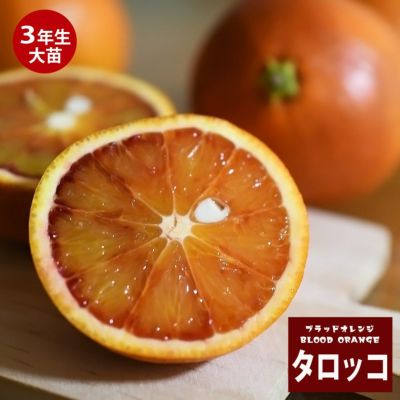 柑橘 ザボン 晩白柚 苗 おすすめ 苗木部 By 花ひろばオンライン