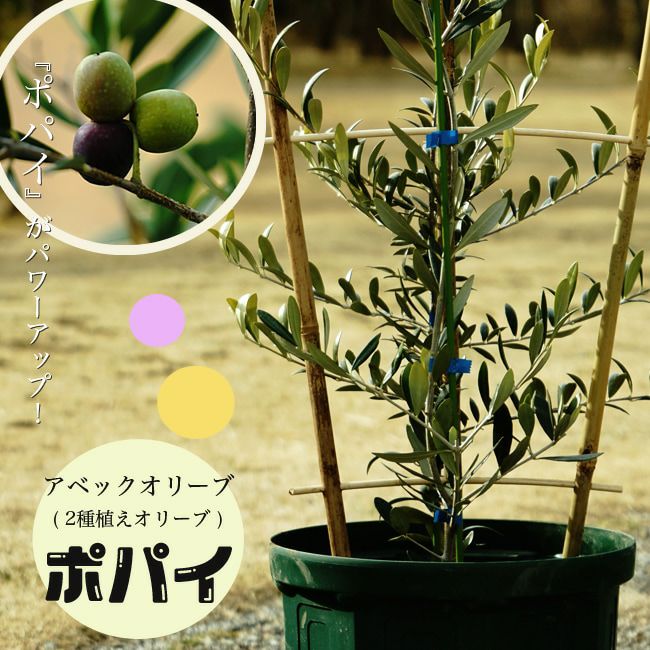 送料無料 オリーブ 苗 苗木 オリーブの木 ポパイ 2種植え 2年生 鉢植え苗 シンボルツリー 庭木 常緑樹 苗木部 本店 By 花ひろばオンライン