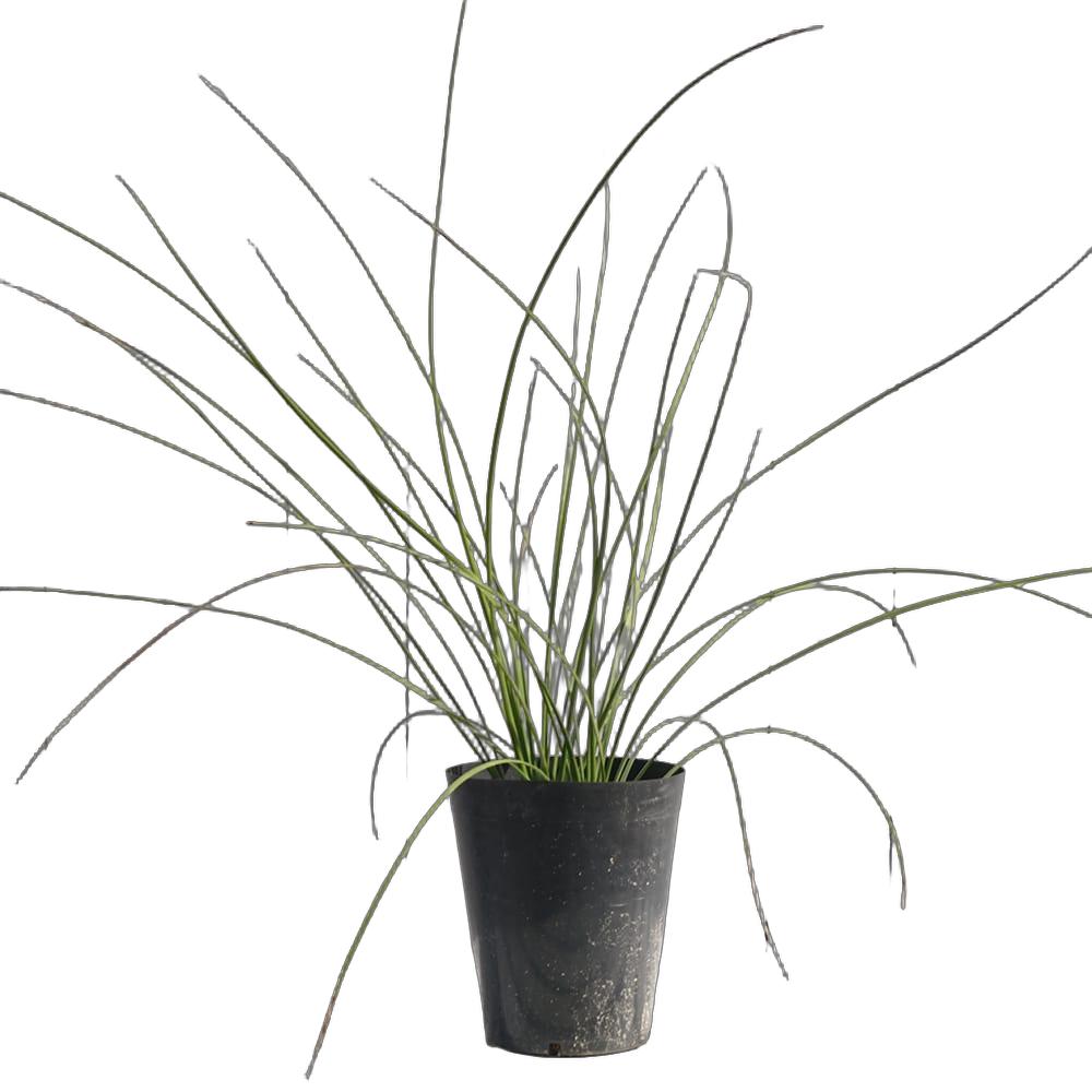 000000108004-02-l.jpg?t=  