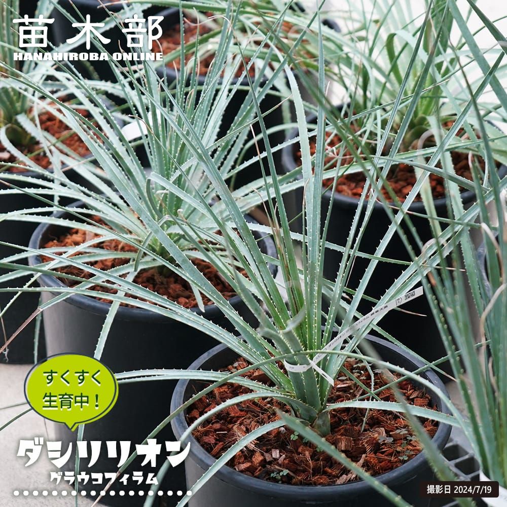 000000108035-01-l.jpg?t=  