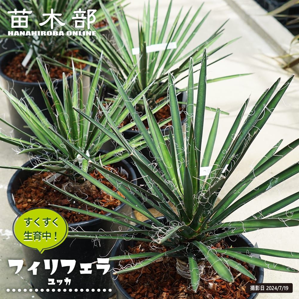 ユッカ フィリフェラ 苗 通販 苗木部 By 花ひろばオンライン 