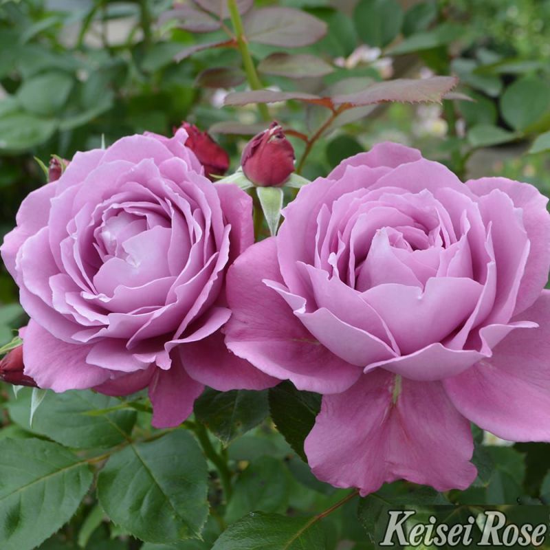 000000108313-03-l.jpg?t=