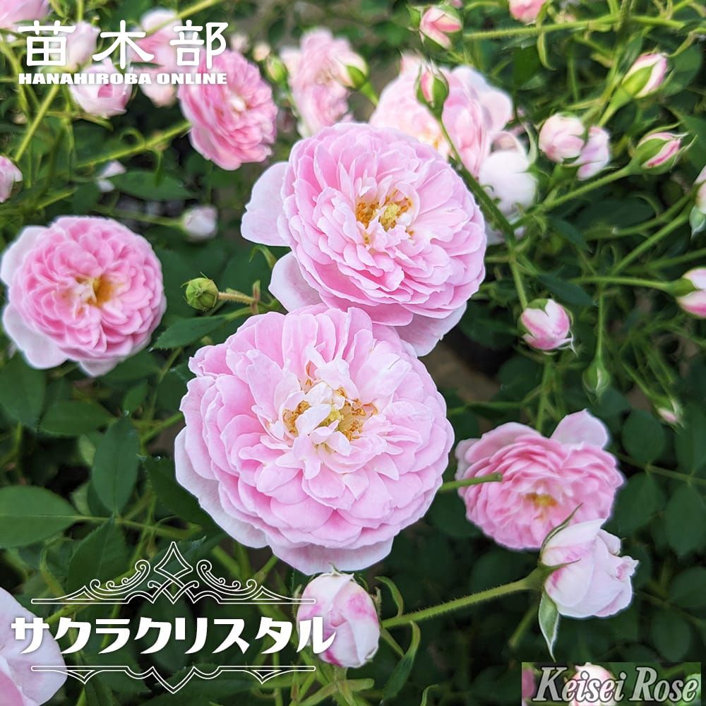 バラ サクラクリスタル S シュラブ （半つるバラ） 苗 販売 苗木部