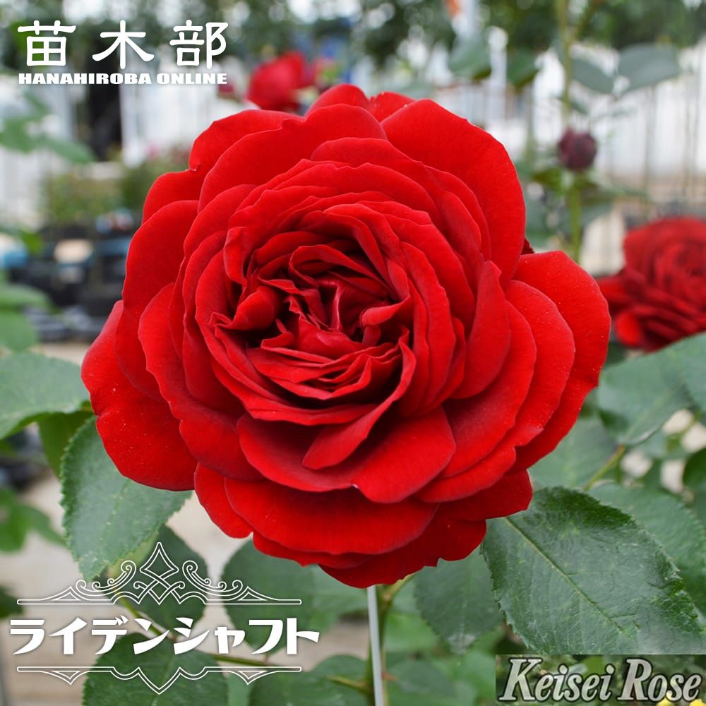 バラ ライデンシャフト CL クライミング (つるバラ) 苗 販売 苗木部