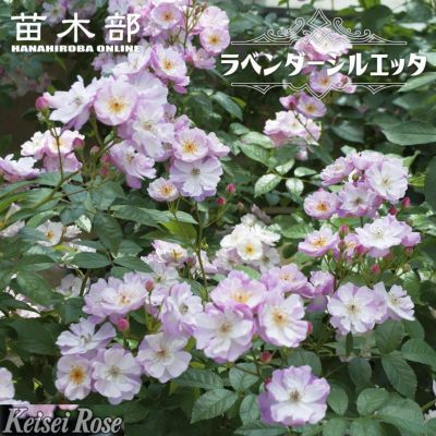 ☆ごりみえ☆ラベンダー白檀すみれ聖なる薔薇　夏セール適用°˖✧ 2024年・新商品 | 苗木部 本店 By 花ひろばオンライン