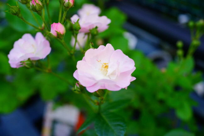 冬季大苗】バラ苗 ラブロッシュ 国産苗 6号鉢植え品［農林水産省 品種