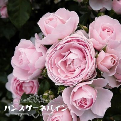 バラ クイーンオブスウェーデン 苗 販売 苗木部 By 花ひろば