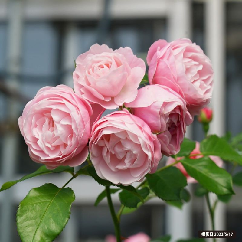 バラ ハンスゲーネバイン FL フロリバンダ 苗 販売 苗木部 By 花ひろば