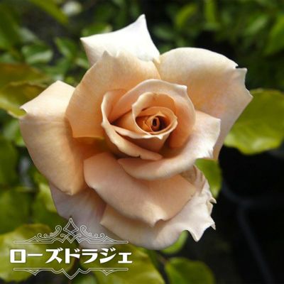 エンジェルハート Cl クライミング つるバラ 苗 販売 苗木部 By 花ひろばオンライン エンジェルハート Cl クライミング つるバラ 苗 販売 苗木部 By 花ひろばオンライン