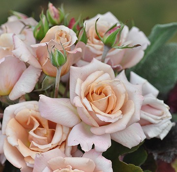 バラ ローズドラジェ 苗 販売 苗木部 By 花ひろばオンライン