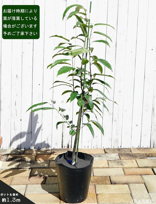 手軽にふやせるさし木・株分け・とり木・つぎ木・種まき 草花・観葉