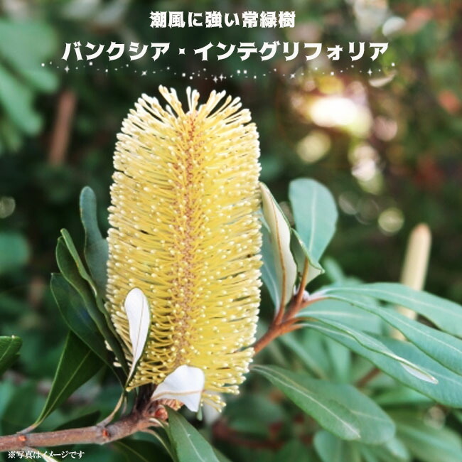 コーストバンクシア 8号鉢 （大株 コーストバンクシア ポット鉢植え 