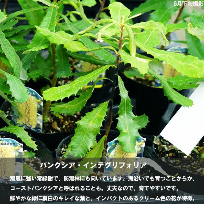 インテグリフォリア コーストバンクシア 苗 通販 苗木部 By 花 インテグリフォリア コーストバンクシア 苗 通販 苗木部 By 花