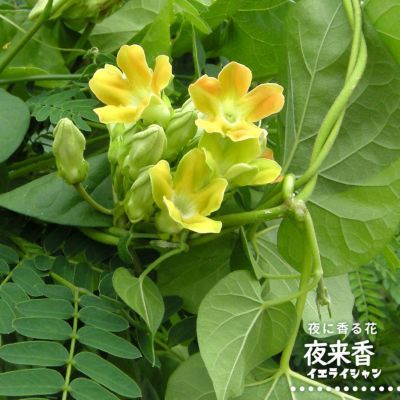 ITANSE ヒスイカズラの苗 (翡翠葛) 花苗 熱帯植物 インテリア