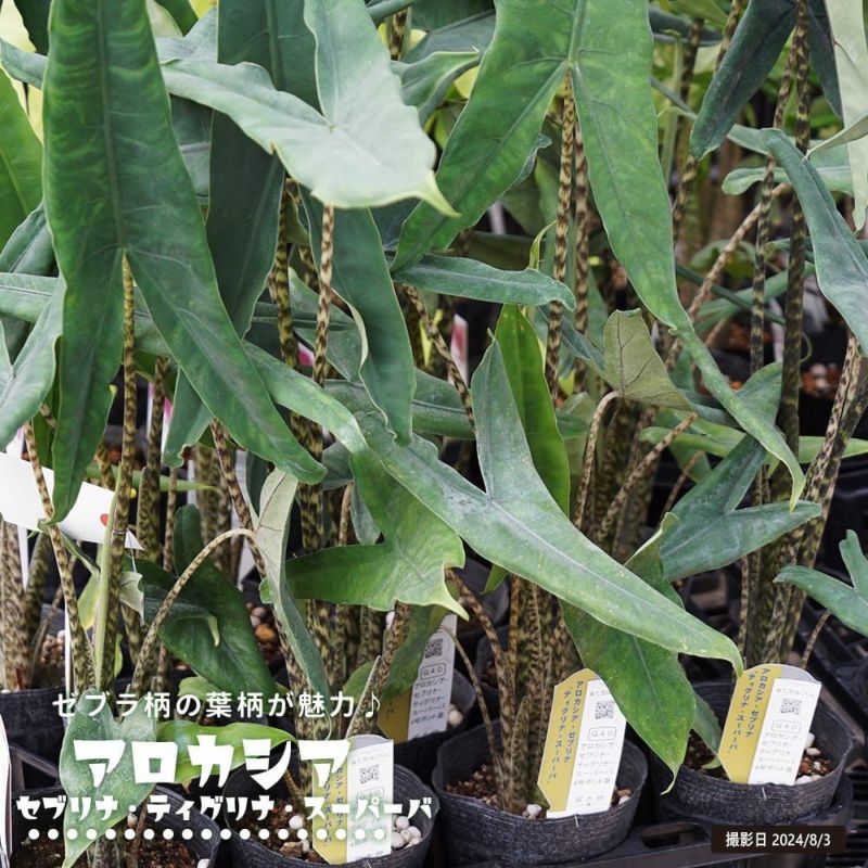 000000108812-01-l.jpg?t=