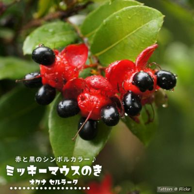 スモークツリー バイカラー ポット苗 煙の木 庭木 落葉樹 低木