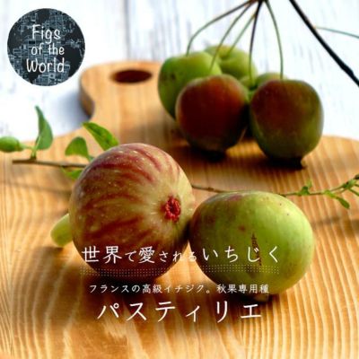 イチジク 初心者におすすめ 果樹苗専門店の通販 苗木部 By 花ひろばオンライン本店 イチジク 初心者におすすめ 果樹苗専門店の通販 苗木部 By 花ひろばオンライン本店