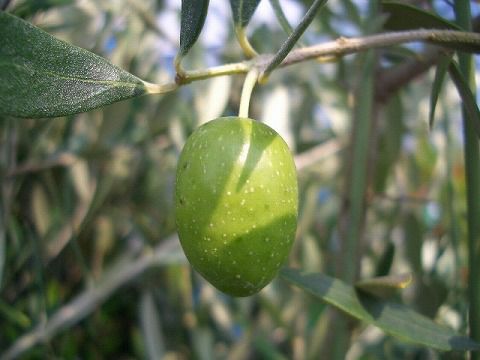 オリーブの木 コレッジョラ 10号 約180cm K-184 一点物 オリーブの木