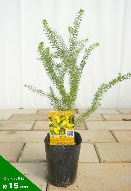 アカシア ゴールデントップ 【庭木 5号鉢】｜ 【植物の