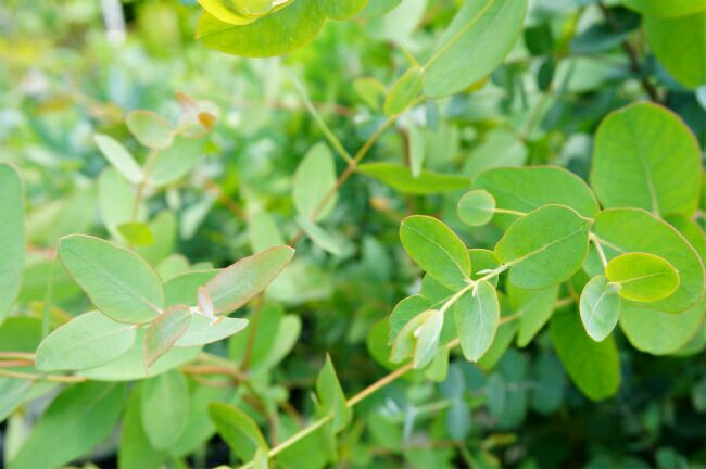 ⑯ ユーカリ グニー 10号 特大苗木 苗木・植木