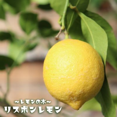柑橘 レモン リスボンレモン 苗 おすすめ 苗木部 By 花ひろばオンライン