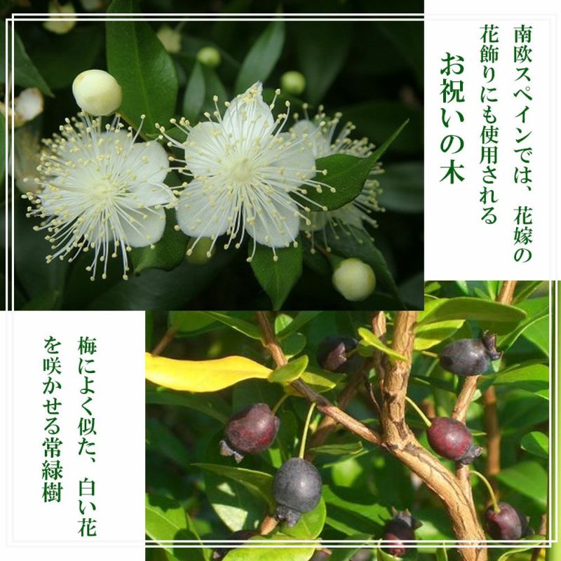 苗木 ギンバイカ 15cmポット | 農業屋.com