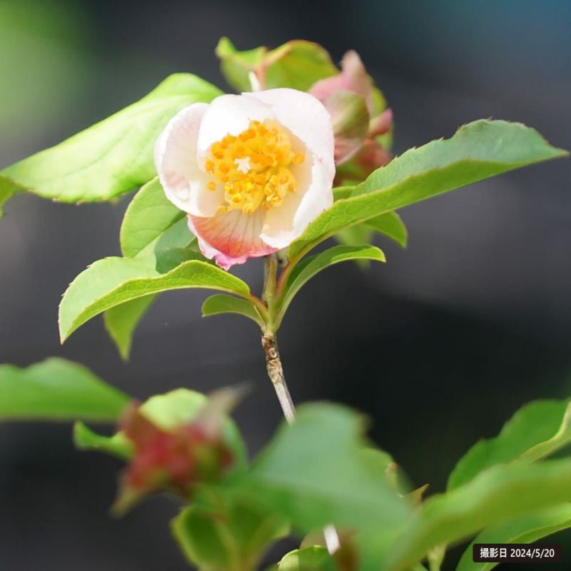 シャラノキ 夜明け前 苗 育て方 苗木部 By 花ひろばオンライン