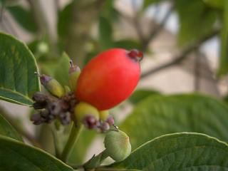 花水木 白花ハナミズキ 苗 通販 苗木部 By 花ひろばオンライン