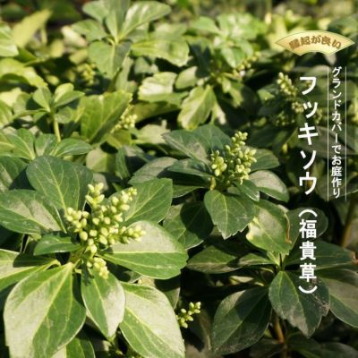 000000009877-01-m.jpg?t=