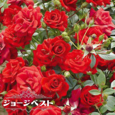 バラ 6号ポット商品一覧 | 苗木部 本店 By 花ひろばオンライン バラ 6号ポット商品一覧 | 苗木部 本店 By 花ひろばオンライン