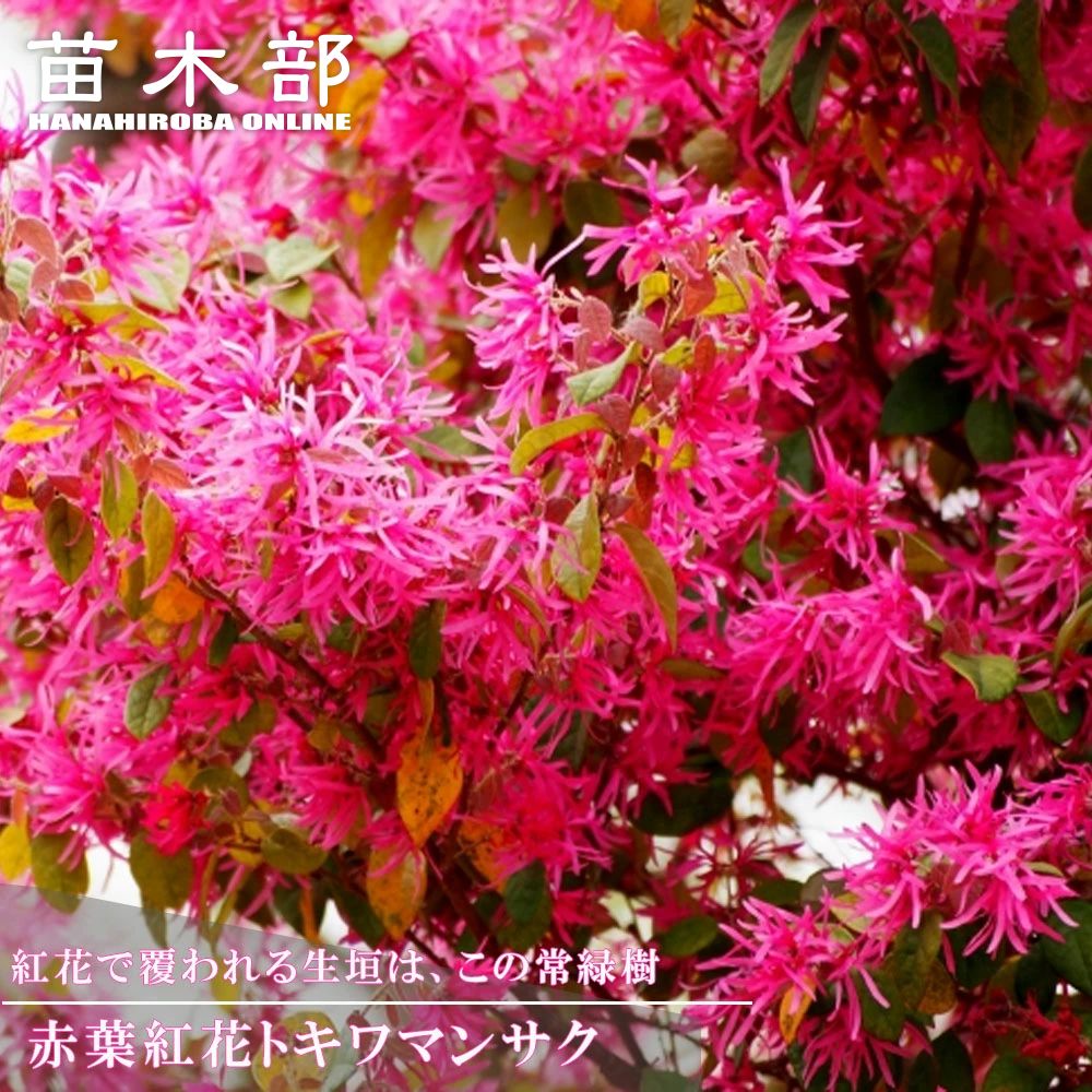 トキワマンサク 赤葉紅花 苗 販売 苗木部 By 花ひろばオンライン