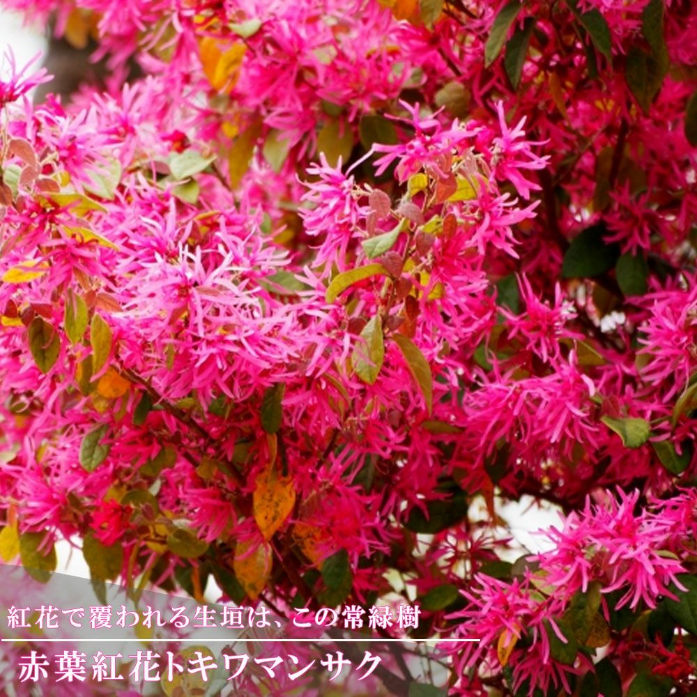 ★花で覆われる生垣なら・・・
赤葉紅花トキワマンサク 生垣向け 1m苗
赤葉赤花トキワマンサク