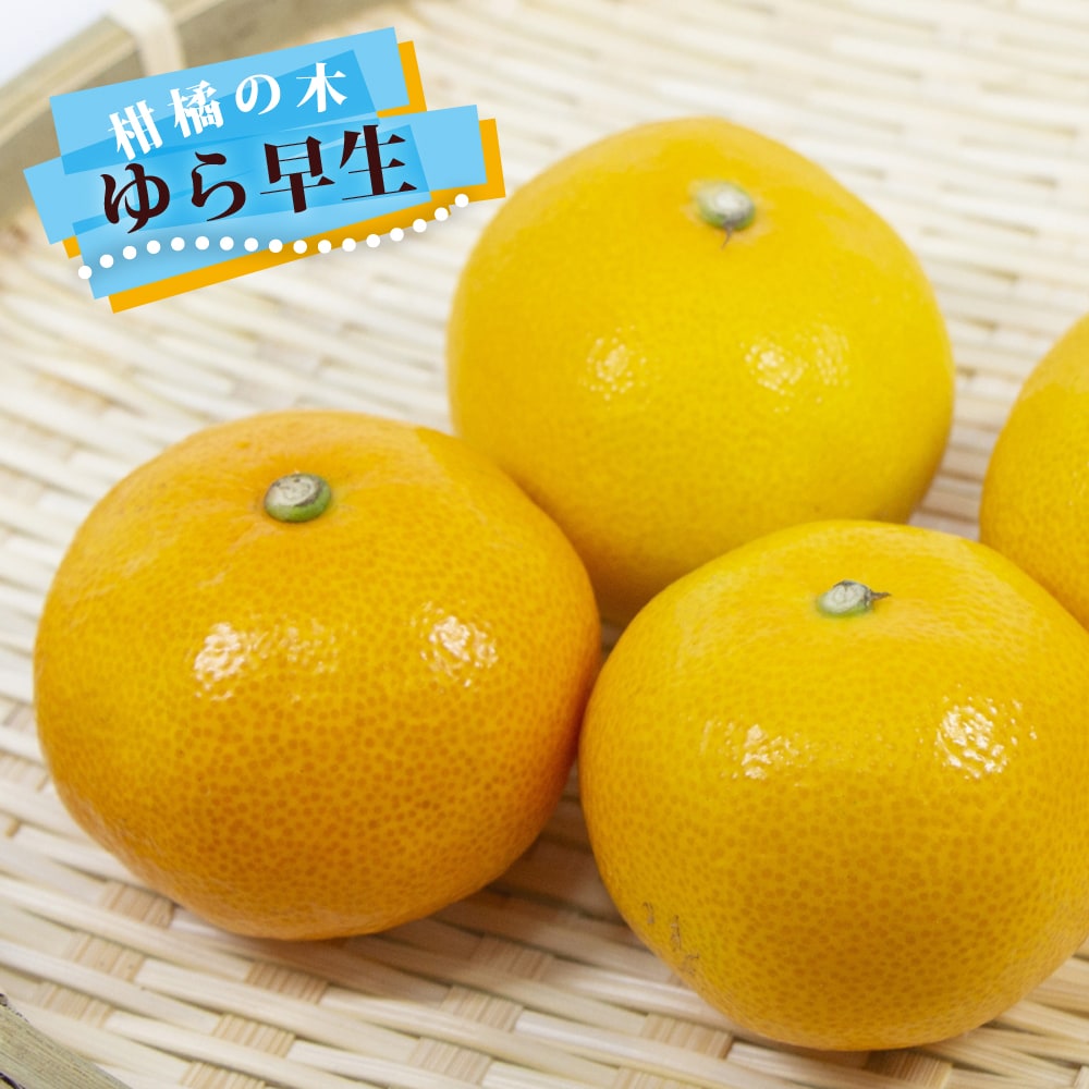 みかん類 苗木部 本店 By 花ひろばオンライン