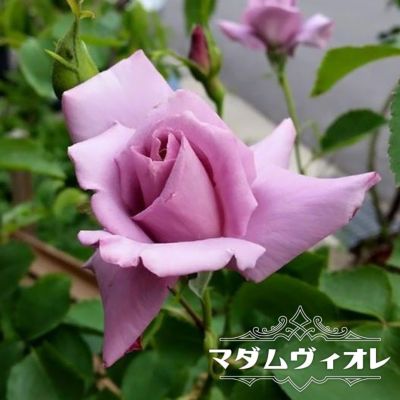 とげが少ないバラ | 苗木部 本店 By 花ひろばオンライン