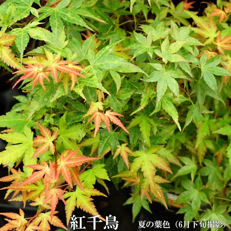 モミジ 【紅千鳥（ベニチドリ）】 テーブルサイズ 鉢植え | 苗木