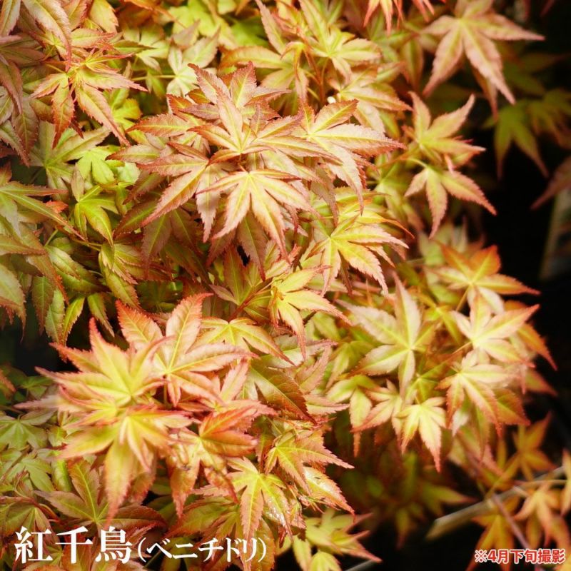 モミジ 【紅千鳥（ベニチドリ）】 テーブルサイズ 鉢植え | 苗木