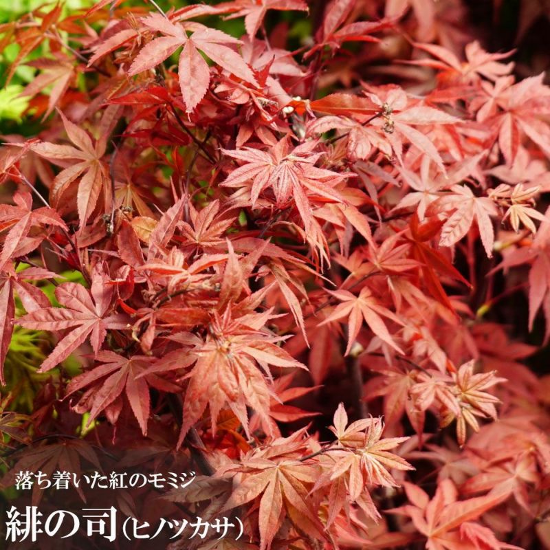 美株立ち シロモジ 雑木 ーーアオダモ アオハダ モミジ カエデ ーー