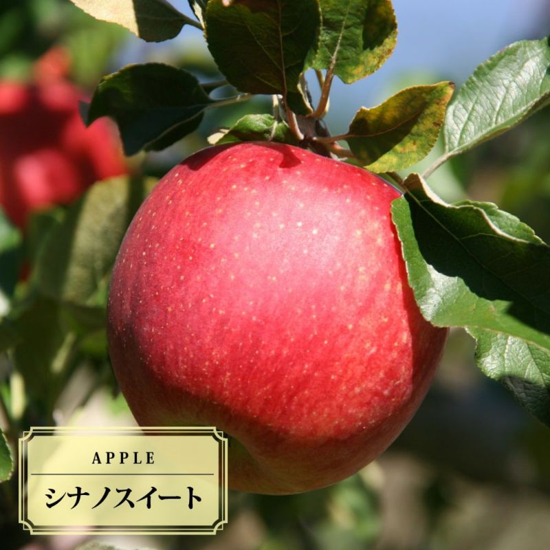 hanahiroba_tn01-166t001-01