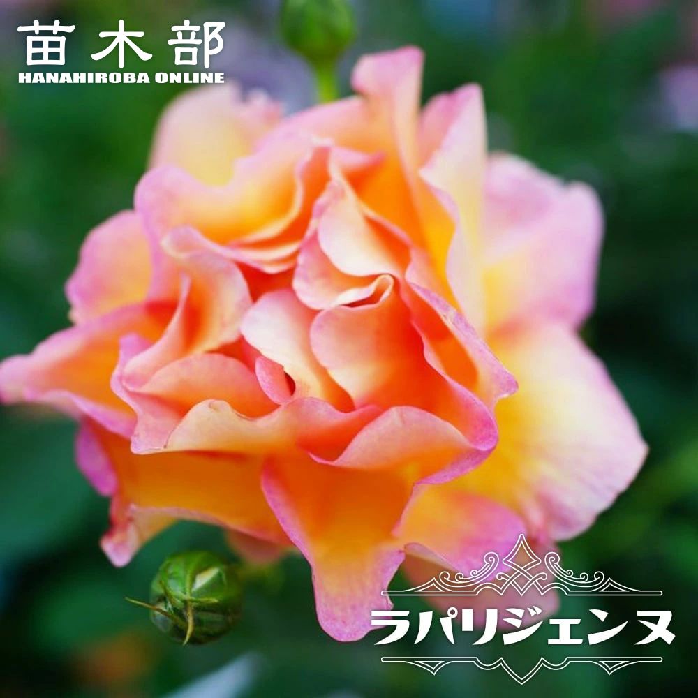 バラ ラ パリジェンヌ Fl フロリバンダ 苗 販売 苗木部 By 花ひろばオンライン