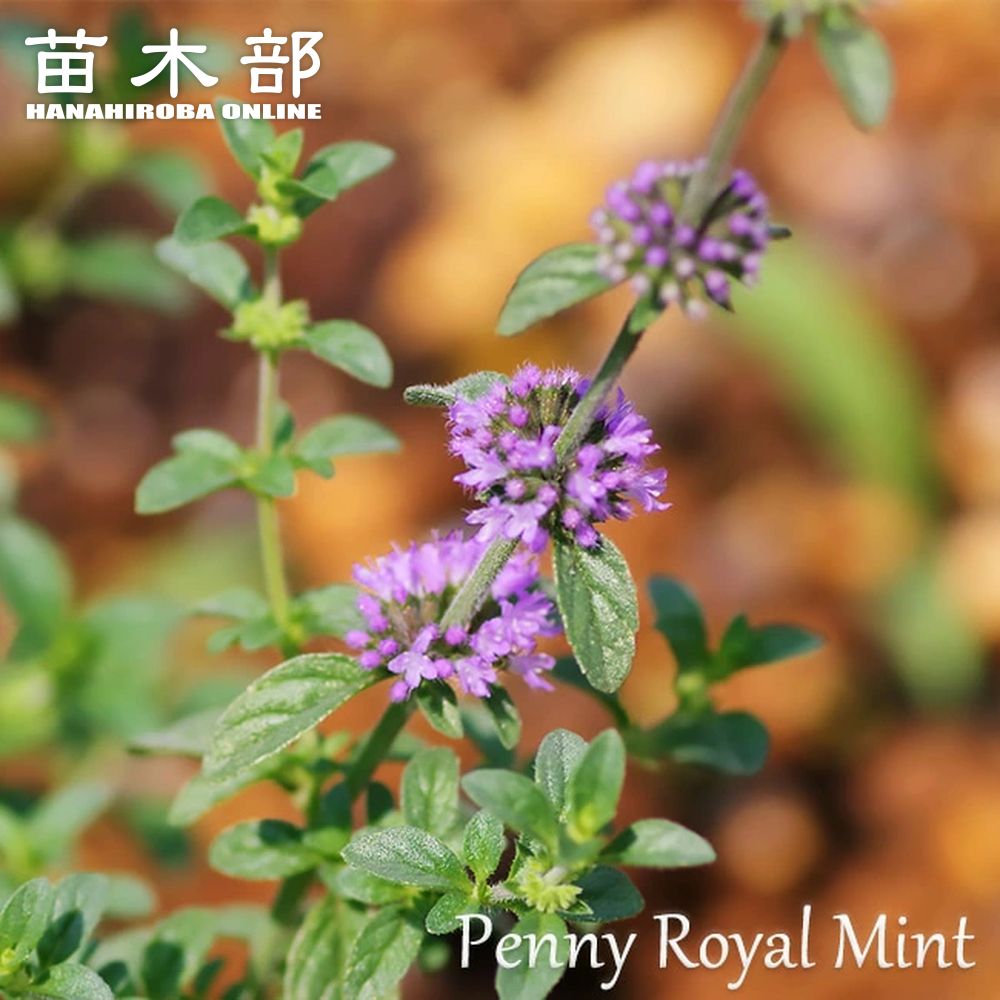 寄せ植え シルバ 庭植え 花苗 苗 宿根銀葉ガザニア「レモンツイスト」3 