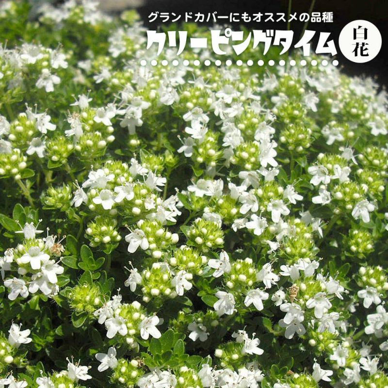 タイム 白花クリーピングタイム レッド 苗 販売 苗木部 By 花ひろばオンライン タイム 白花クリーピングタイム レッド 苗 販売 苗木部 By 花ひろばオンライン